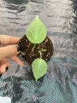 Philodendron camposportoanum - S