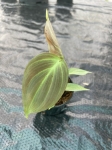 Philodendron camposportoanum - S