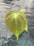 Philodendron camposportoanum - S