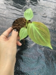 Philodendron camposportoanum - S