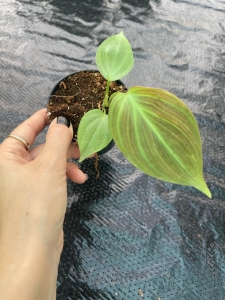 Philodendron camposportoanum - S