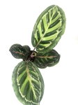  Calathea roseopicta 'Illustris' M