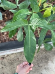 Philodendron Tripartitum - matecznik