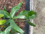 Philodendron Tripartitum - matecznik