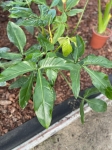 Philodendron Tripartitum - matecznik