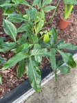 Philodendron Tripartitum - matecznik