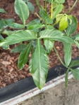Philodendron Tripartitum - matecznik