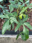 Philodendron Tripartitum - matecznik