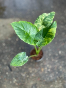 Alocasia gageana yellow variegata - M