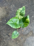 Alocasia gageana yellow variegata - M
