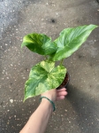 Alocasia gageana yellow variegata - M