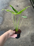 Alocasia gageana yellow variegata - M