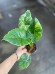 Alocasia gageana yellow variegata - M