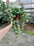 Hoya krohniana eskimo - L