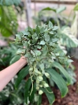 Hoya krohniana eskimo - L