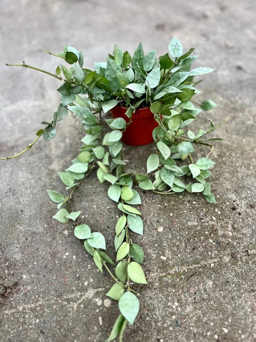 Hoya krohniana eskimo - L