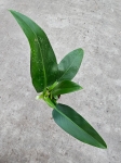 Philodendron Martianum / Pacova