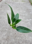 Philodendron Martianum / Pacova