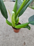 Philodendron Martianum / Pacova