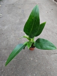 Philodendron Martianum / Pacova