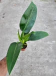 Philodendron Martianum / Pacova