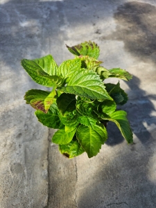 Hortensja ogrodowa (Hydrangea macrophylla) M - różowe kwiatostany 
