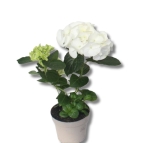 Hortensja ogrodowa (Hydrangea macrophylla) - zdjęcie poglądowe gatunku
