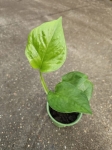 Epipremnum emerald - S
