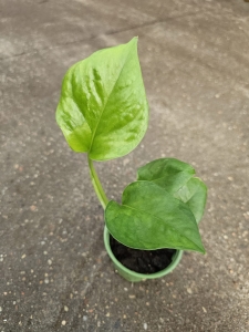 Epipremnum emerald - S