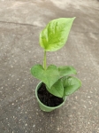 Epipremnum emerald - S