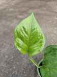 Epipremnum emerald - S