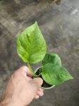 Epipremnum emerald - S
