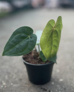 Anthurium nigrolaminum x magnificum 