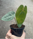 Anthurium nigrolaminum x magnificum