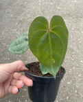 Anthurium nigrolaminum x magnificum