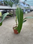 Philodendron heterocraspedon