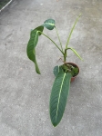 Philodendron heterocraspedon