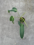 Philodendron heterocraspedon