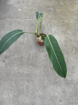Philodendron heterocraspedon
