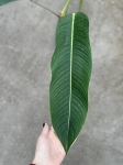 Philodendron heterocraspedon
