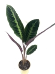 Calathea Warscewiczii L