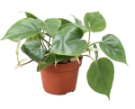Philodendron hederaceum (scandens) - XL