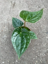 Anthurium Magnificum x Luxurians