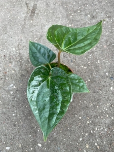 Anthurium Magnificum x Luxurians