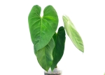 Anthurium marmoratum - zdjęcie poglądowe odmiany