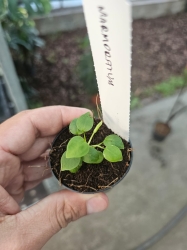 Anthurium marmoratum - XS