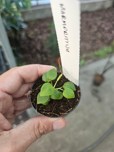 Anthurium marmoratum - S