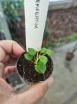 Anthurium marmoratum - S