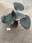 Begonia Taconite - M