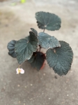 Begonia Taconite - M